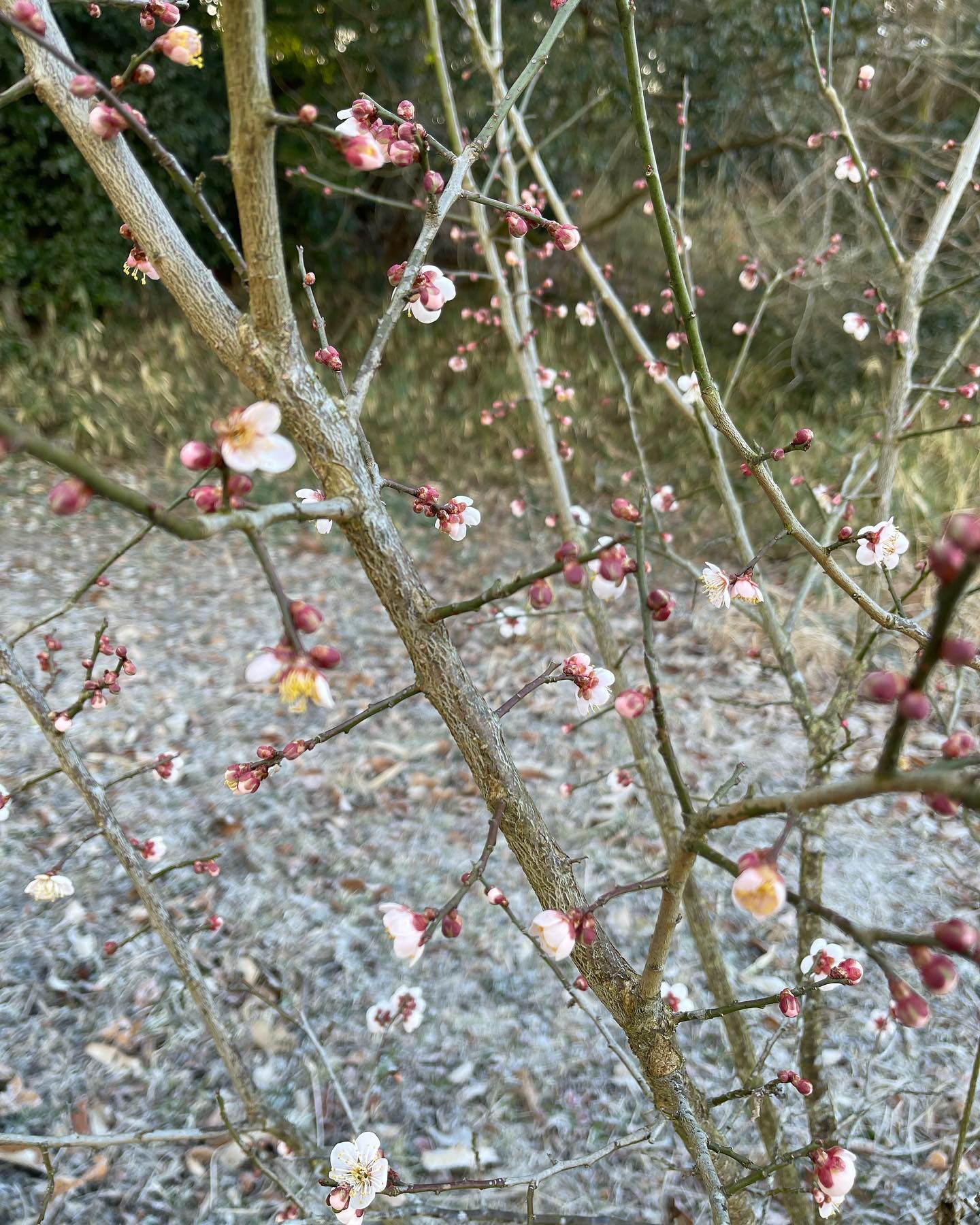 本日久しぶりに畑に行きました。白菜は凍ってましましたが大根は成長してて程よい大きさになってました。梅の花も咲いてて綺麗でした(^^) #コレーグ #豊中 #就労継続支援b型  #障害福祉 #白菜 #大根 #梅の花